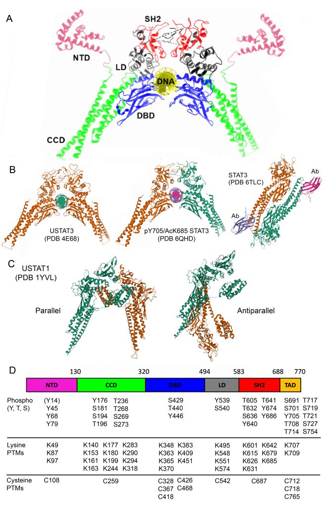 Response to injury: the STAT3 transcription factor – Cell Structure and ...